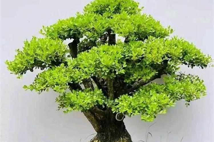 海岛黄杨下山桩泡多久生根剂