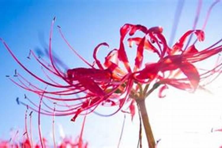 彼岸花什么时候施肥