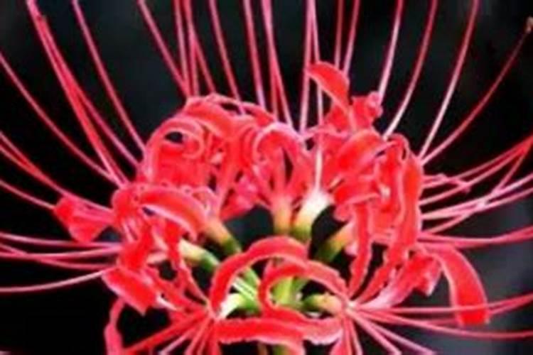 彼岸花需要施肥吗