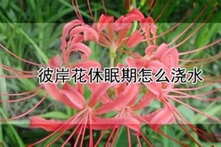 怎么给彼岸花施肥