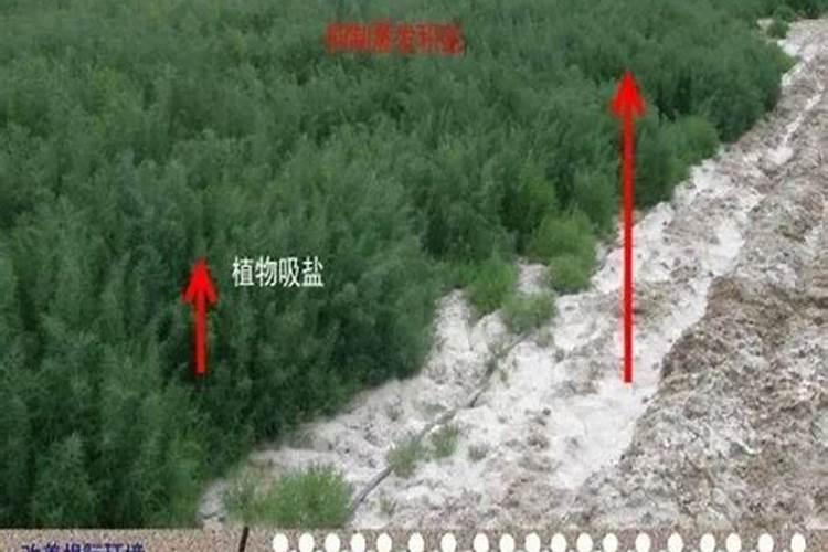 磷肥治盐碱地吗