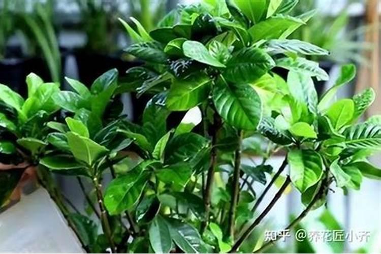 什么花不能浇硫酸亚铁