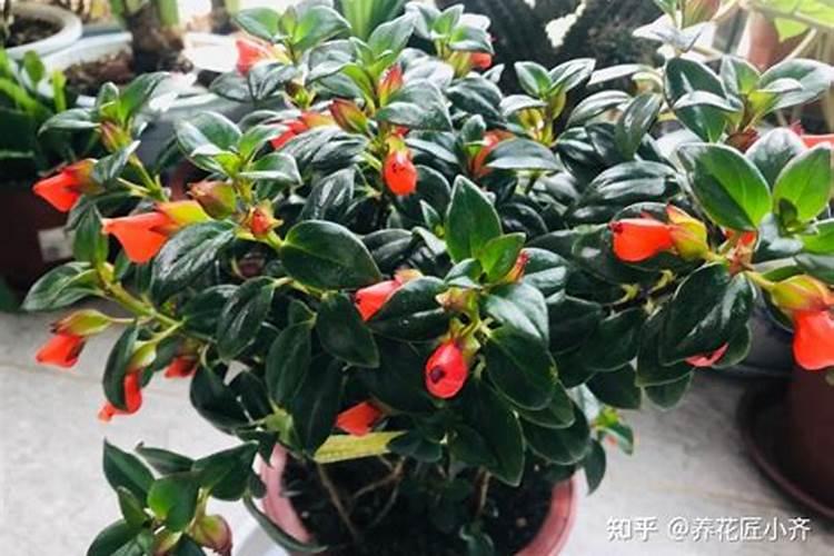 吊兰浇什么肥料合适
