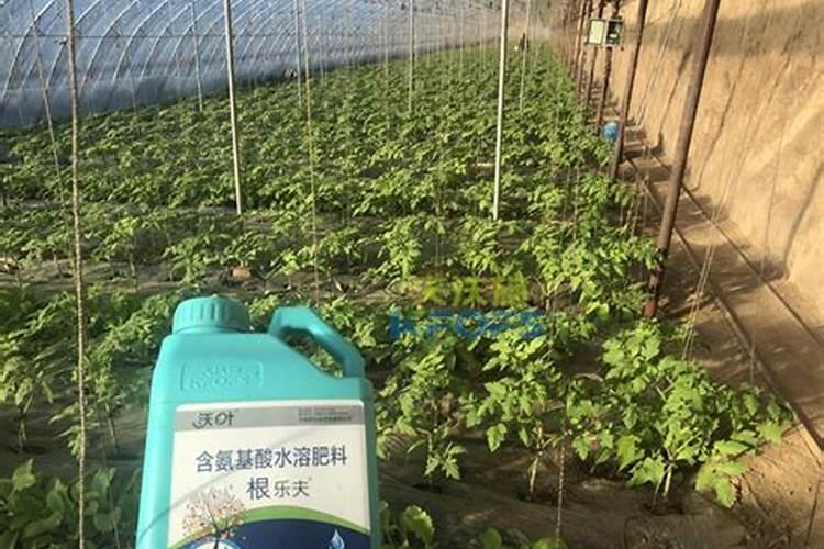 大棚柿子用哪种冲施肥比较好