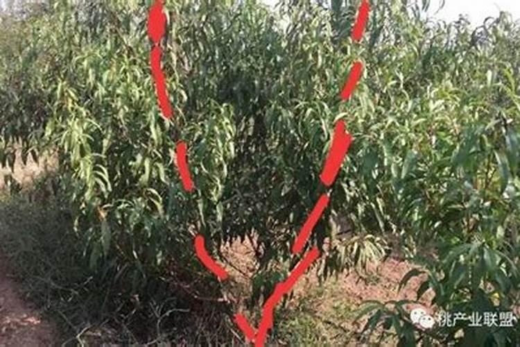 桃树套袋后打什么药