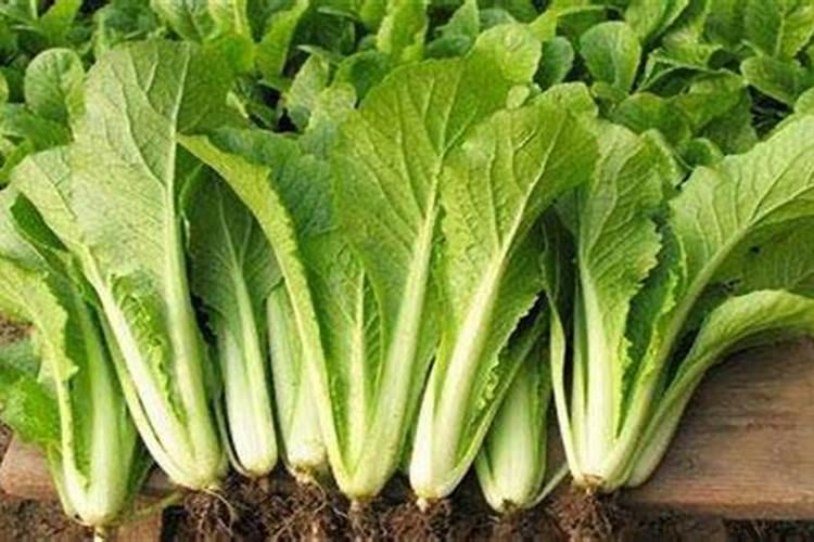 小白菜生长周期多少天 小白菜生长的养护方法