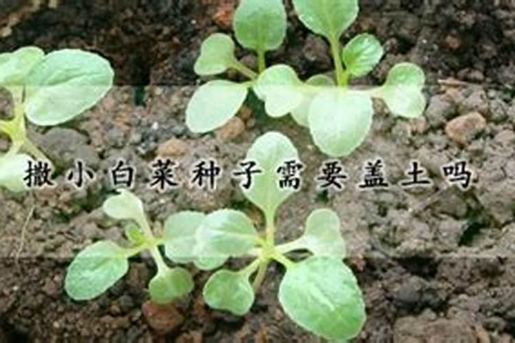 小白菜干烧心病危害大,该怎么防治小白菜干烧心病？