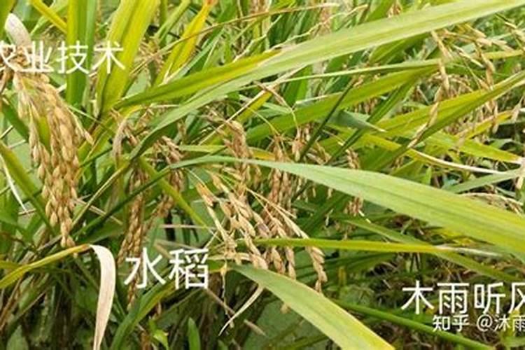 小麦打除草剂产生药害怎么办