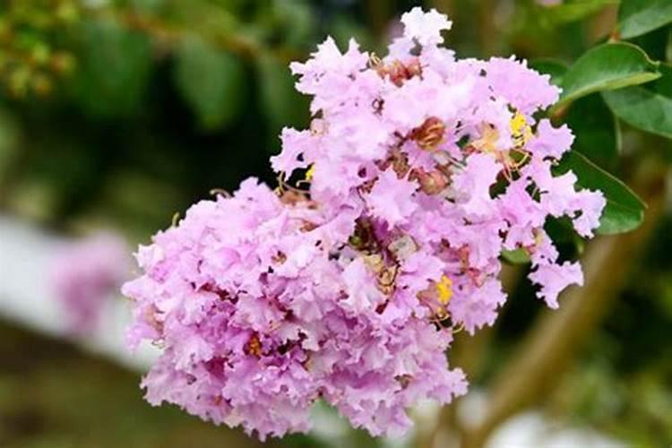 紫薇花怎么养才合适 三个方法养好紫薇花
