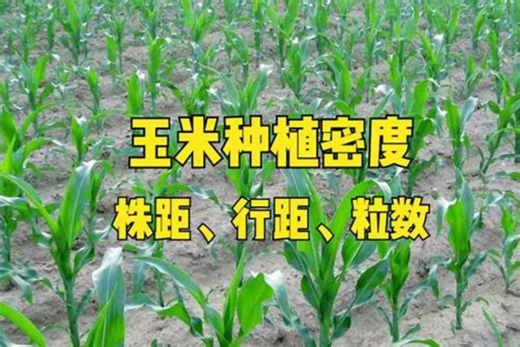 水稻分蘖期喷什么叶面肥好
