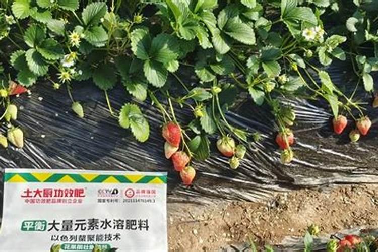 草莓各个时期的施肥方案 什么时候冲高磷肥