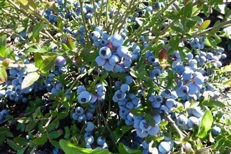 蓝莓开花期怎样浇水施肥