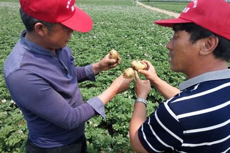 种红薯施什么肥料最好(红薯施什么肥料结的多产量高)