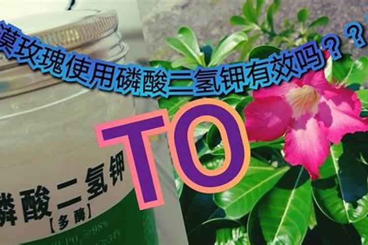 如何在夏天养沙漠玫瑰长得又肥又壮？