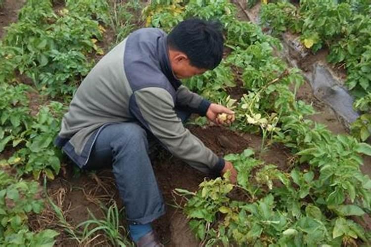 磷肥用于什么农作物 附使用方法