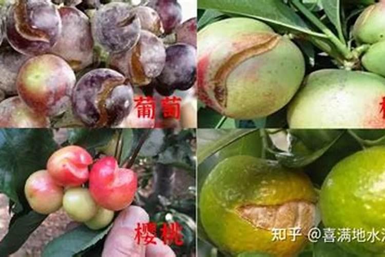 茶花用什么肥料好