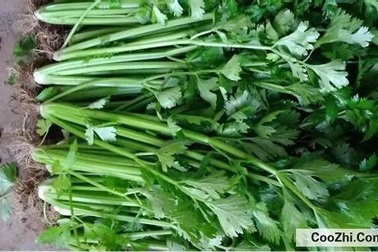 芹菜施肥方法