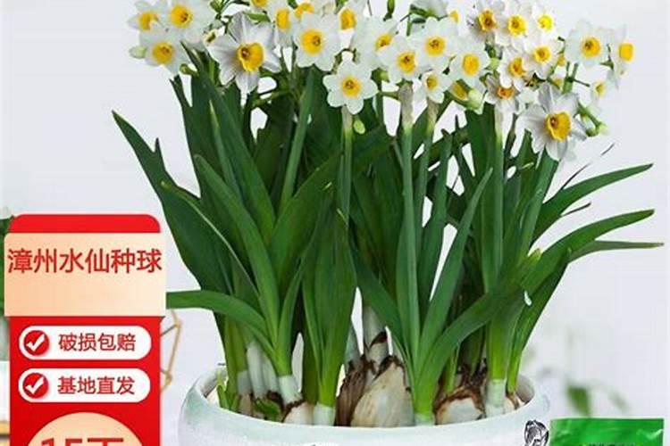 柑橘树上可以冲施矿源和鱼蛋白吗？