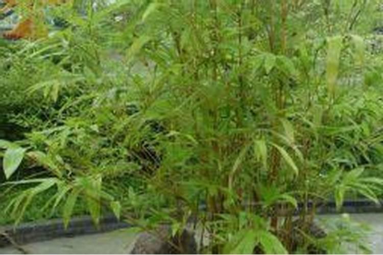 金枝玉叶为了保持粉色,该如何做？