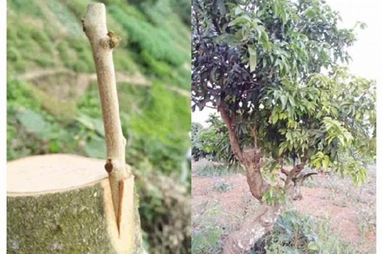 荔枝怎样促花保果？