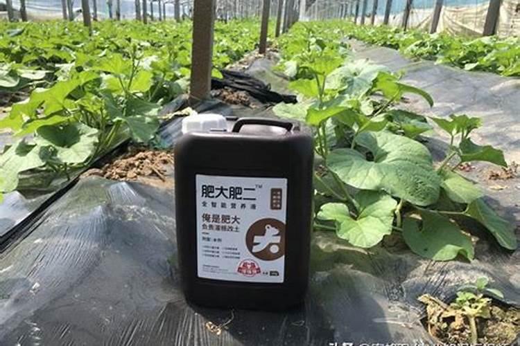 枣树用什么肥料又大又甜 枣树苗上什么肥长得快结果多