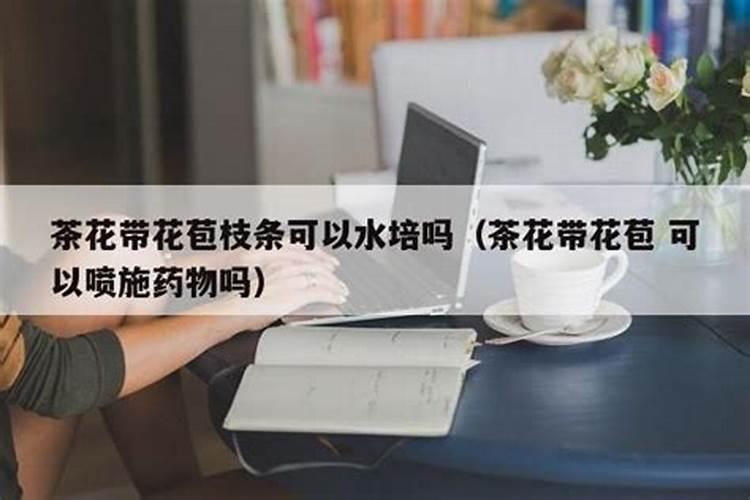 茶花打花苞时怎样施肥