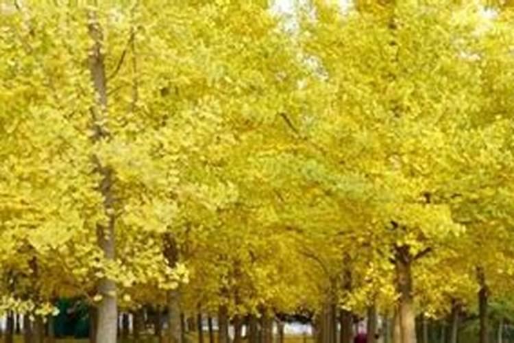 芸苔素内酯能与硫酸锌、磷酸二氢钾、天迖2116一起使用吗？