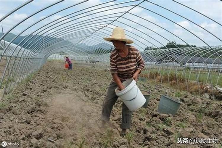 种植韭菜、葱和蒜忌用哪些肥料？会产生什么后果？