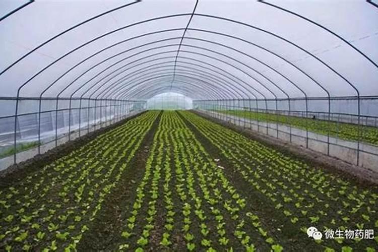 大棚土壤你是采用什么方式进行改良培肥的？