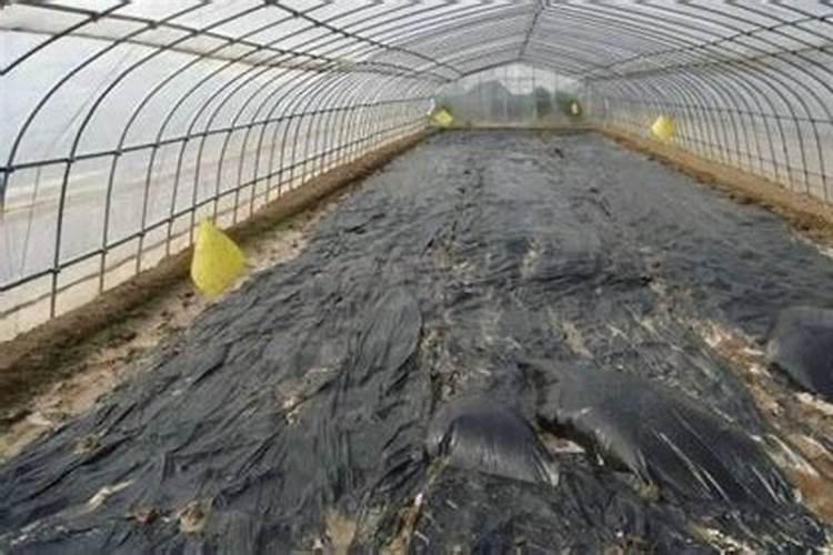 石灰氮露天正确使用方法