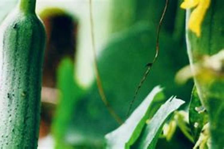 丝瓜种植多少天施肥