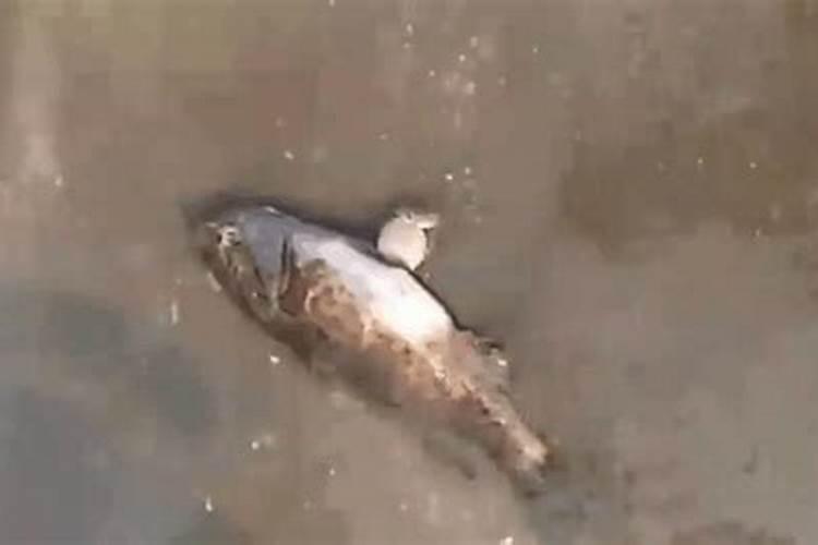 怎样自制磷肥和钾肥