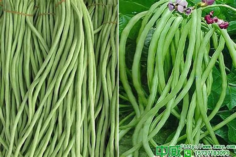 植物动力2003叶面肥的作用