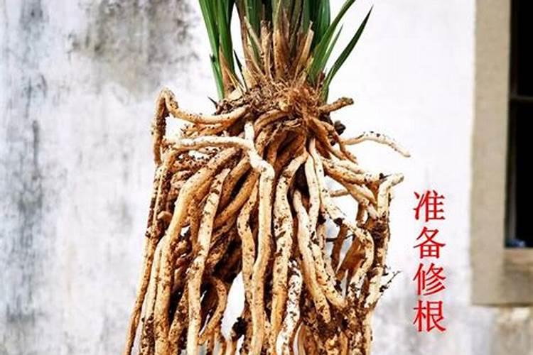 植物根系不发达想要施肥,应该施什么肥呢？