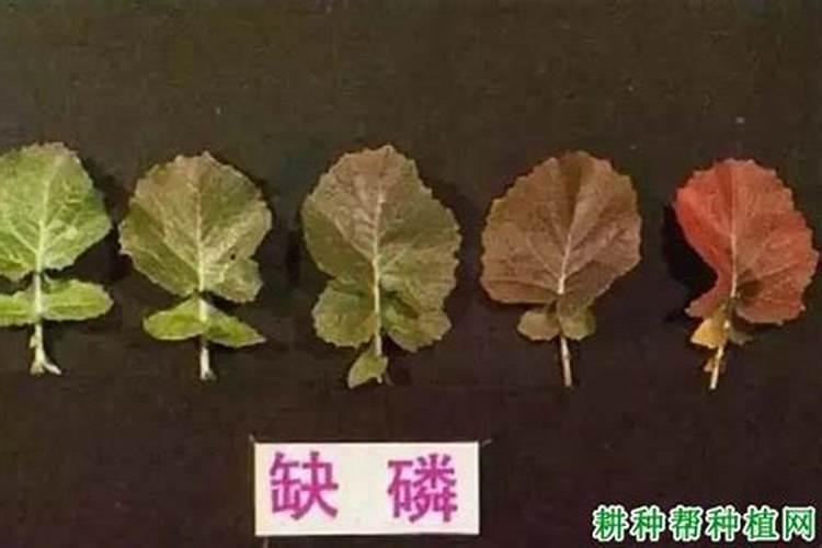 磷肥适合哪些蔬菜