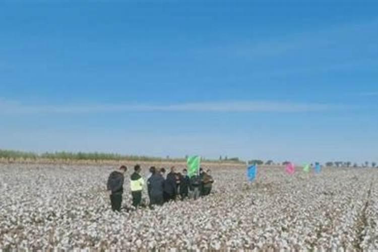 新疆芳草湖发展的怎么样了？房价多少(住房和临街商品房)