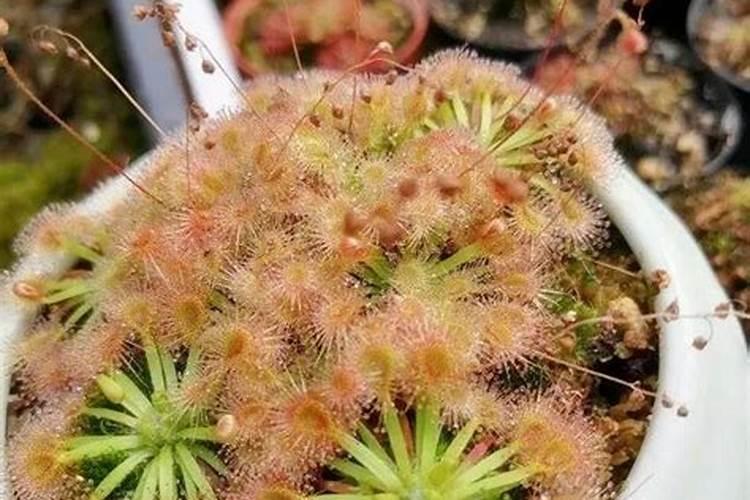 哈密瓜膨果期怎样施肥