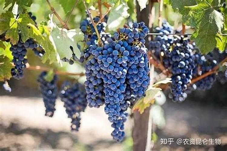 国外进口的叶面肥品牌都有哪些