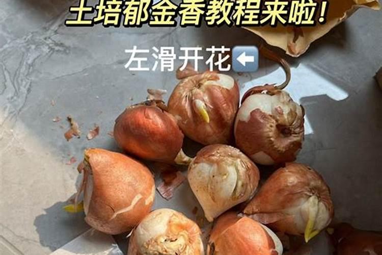 迷失香草怎么食用