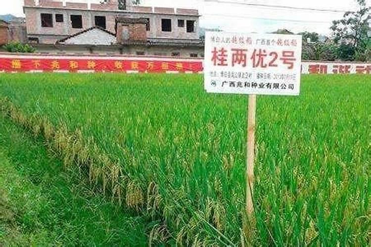 磷肥和二铵有什么不同