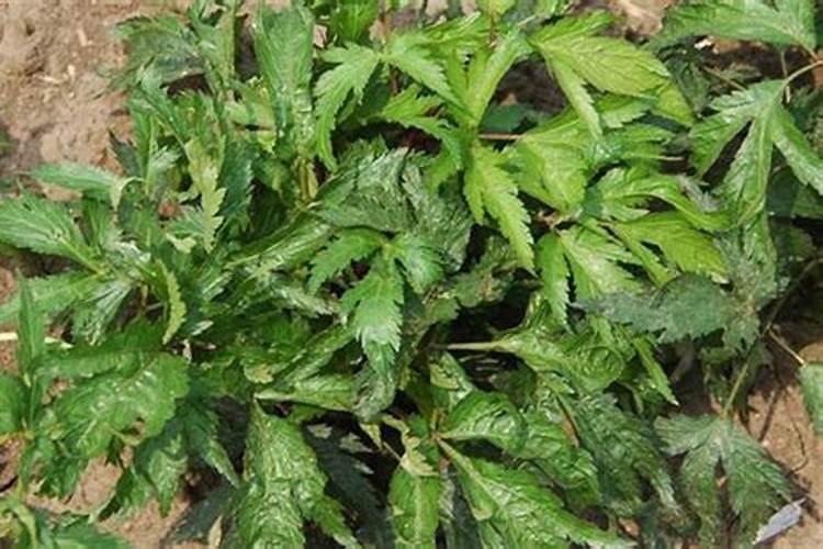 种植当归如何追肥