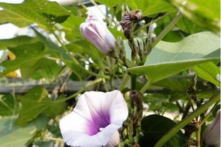 红薯开花期多做哪些事,能促进红薯高产稳产？