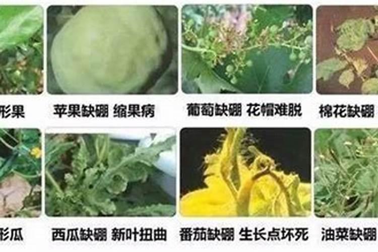 梨树花后需要补钙吗？