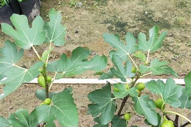无花果怎么施肥？
