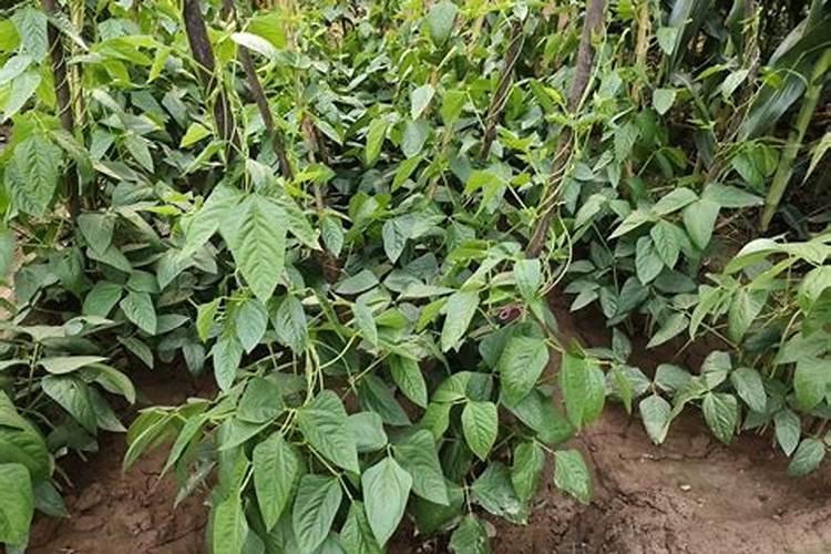 高磷对豆角秧一亩地种多少？
