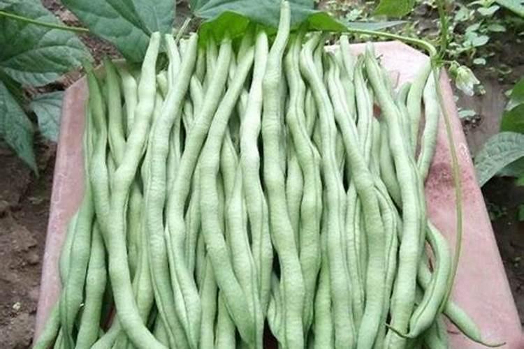 种植豆角的时候,应该如何进行肥水管理？