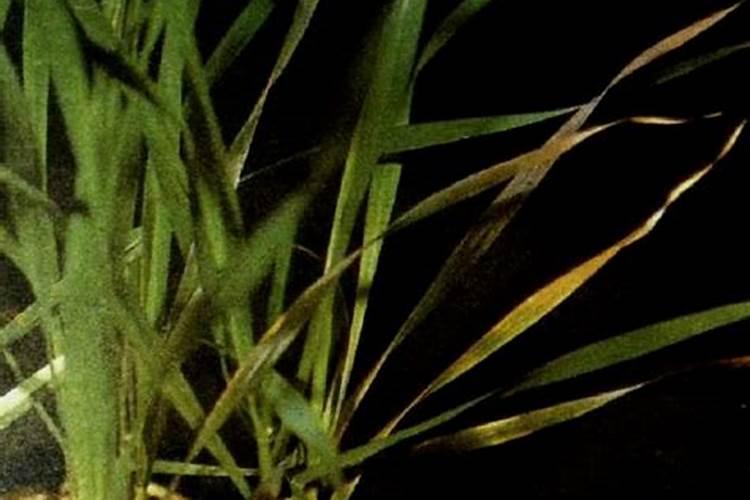 种植小麦用哪种化肥比较好？