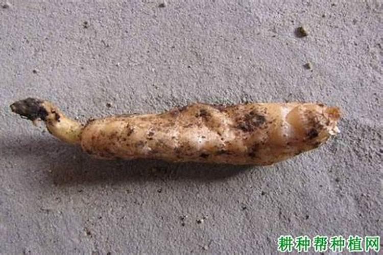 杀菌剂都有哪些作用,最好好的杀菌剂有哪些？谢谢