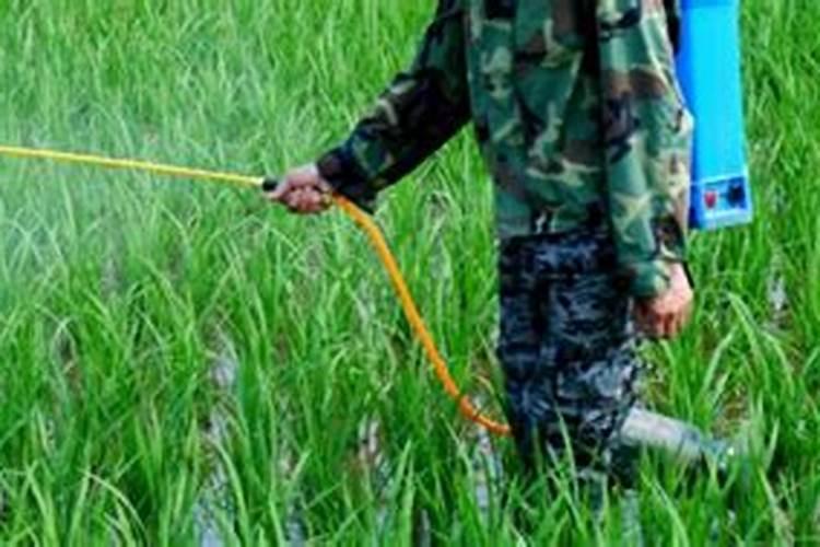 除草药剂可不可以与叶面肥混用？