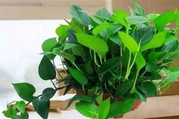 绿萝水养一施什么肥好
